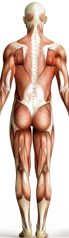 12 CE Hour Trigger Point & Neuromuscular Therapy Basics (Computer-Based Live Interactive Webinar)