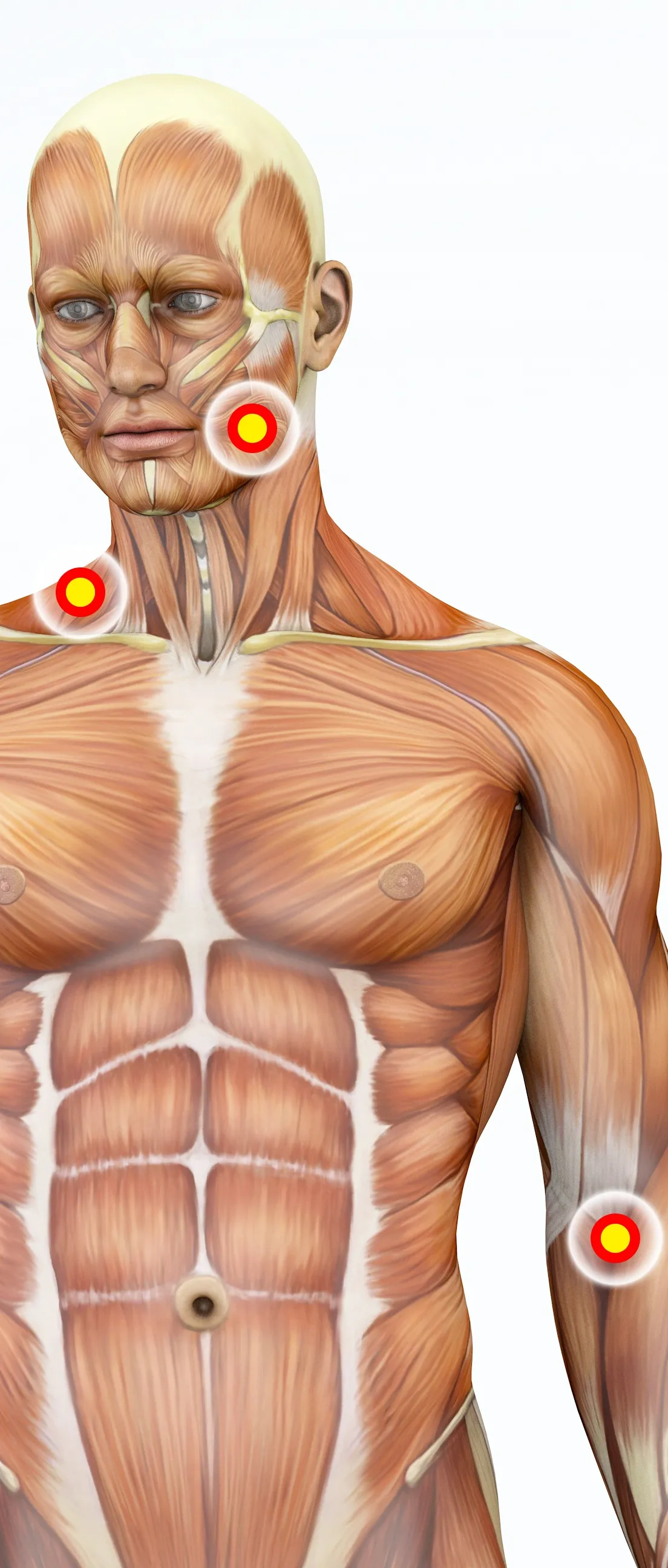 12 CE Hour Trigger Point & Neuromuscular Therapy Basics (Computer-Based Live Interactive Webinar)