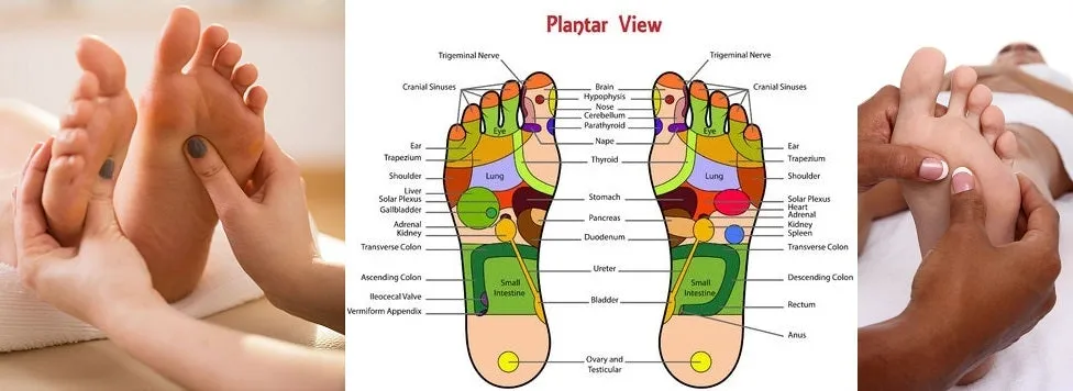 6 CE Hour Foot Reflexology Basics (Computer-based Live Interactive Webinar)