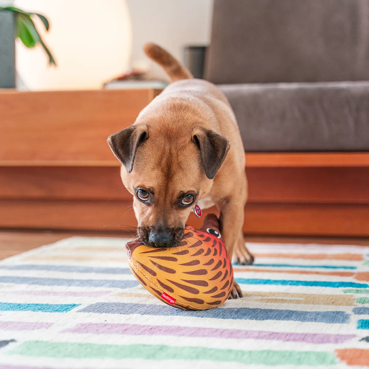 Durables Eddie The Echidna Dog Toy