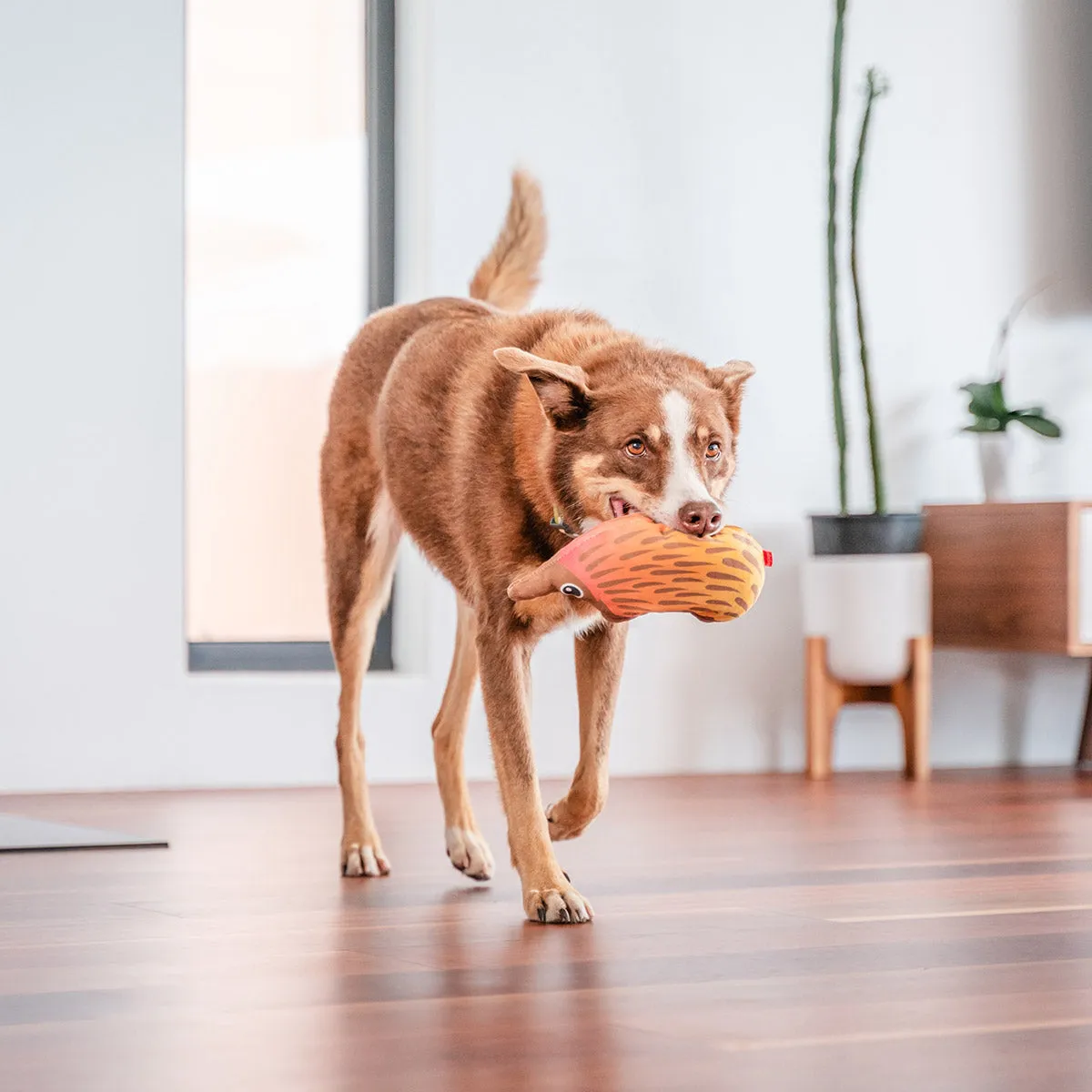 Durables Eddie The Echidna Dog Toy