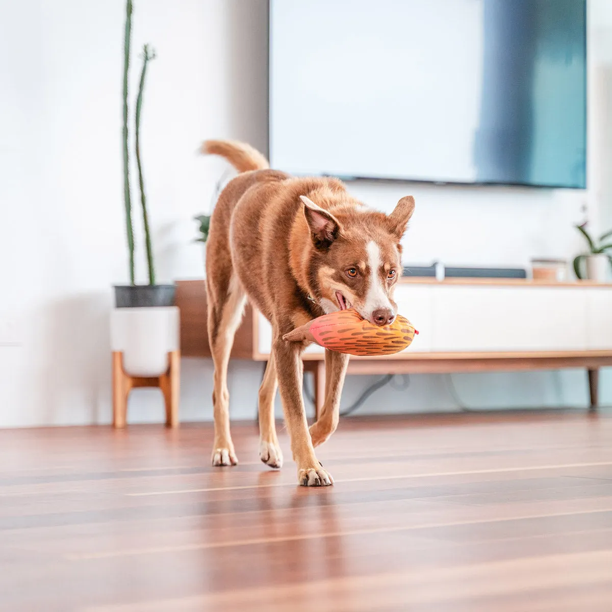 Durables Eddie The Echidna Dog Toy