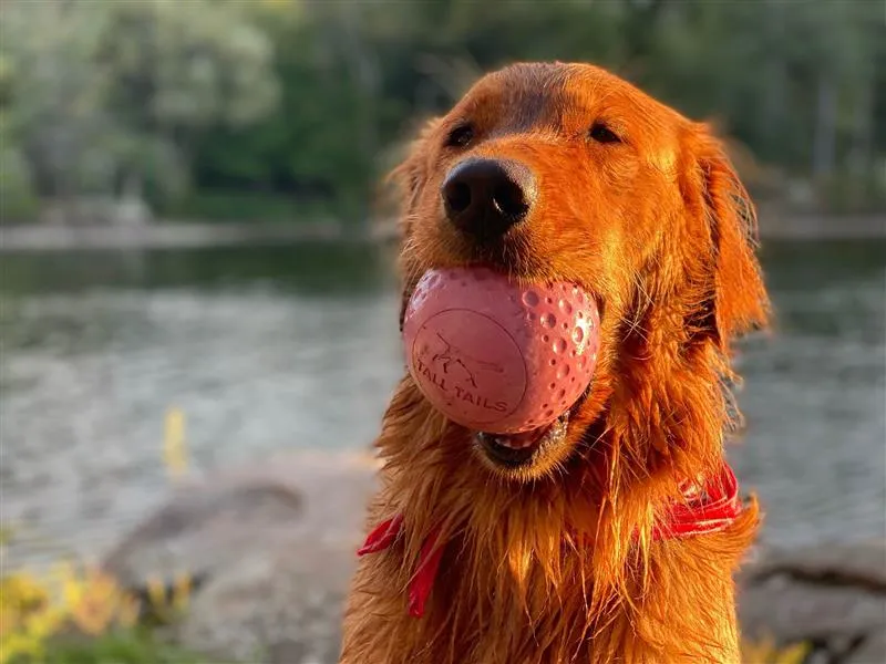 Fetch Dog Toy: Goat Sport Ball