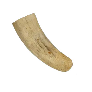 Honey I'm Home Buffalo Horn Core