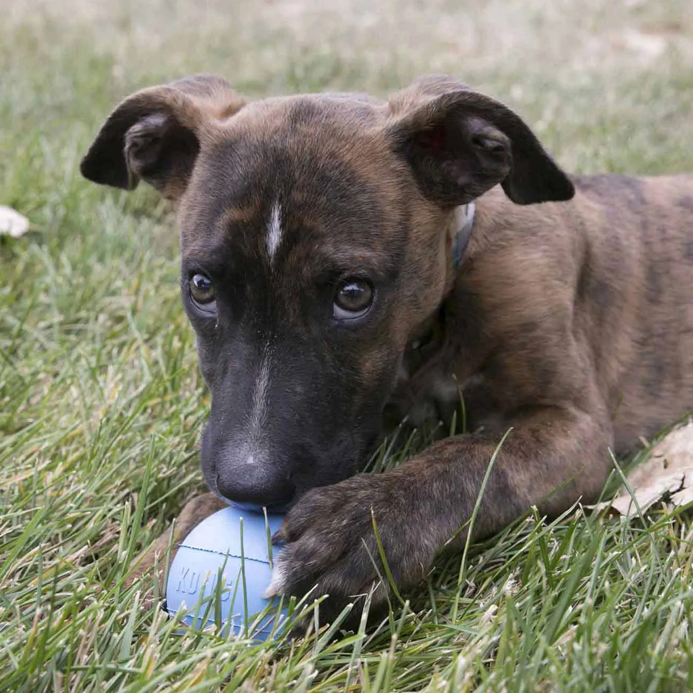 KONG Assorted Puppy Ball