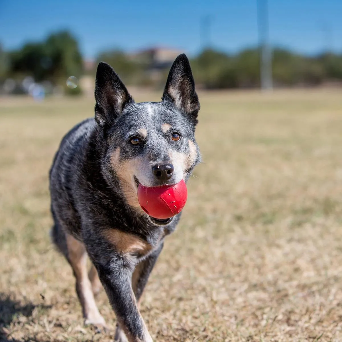 KONG Red Ball w/ Hole