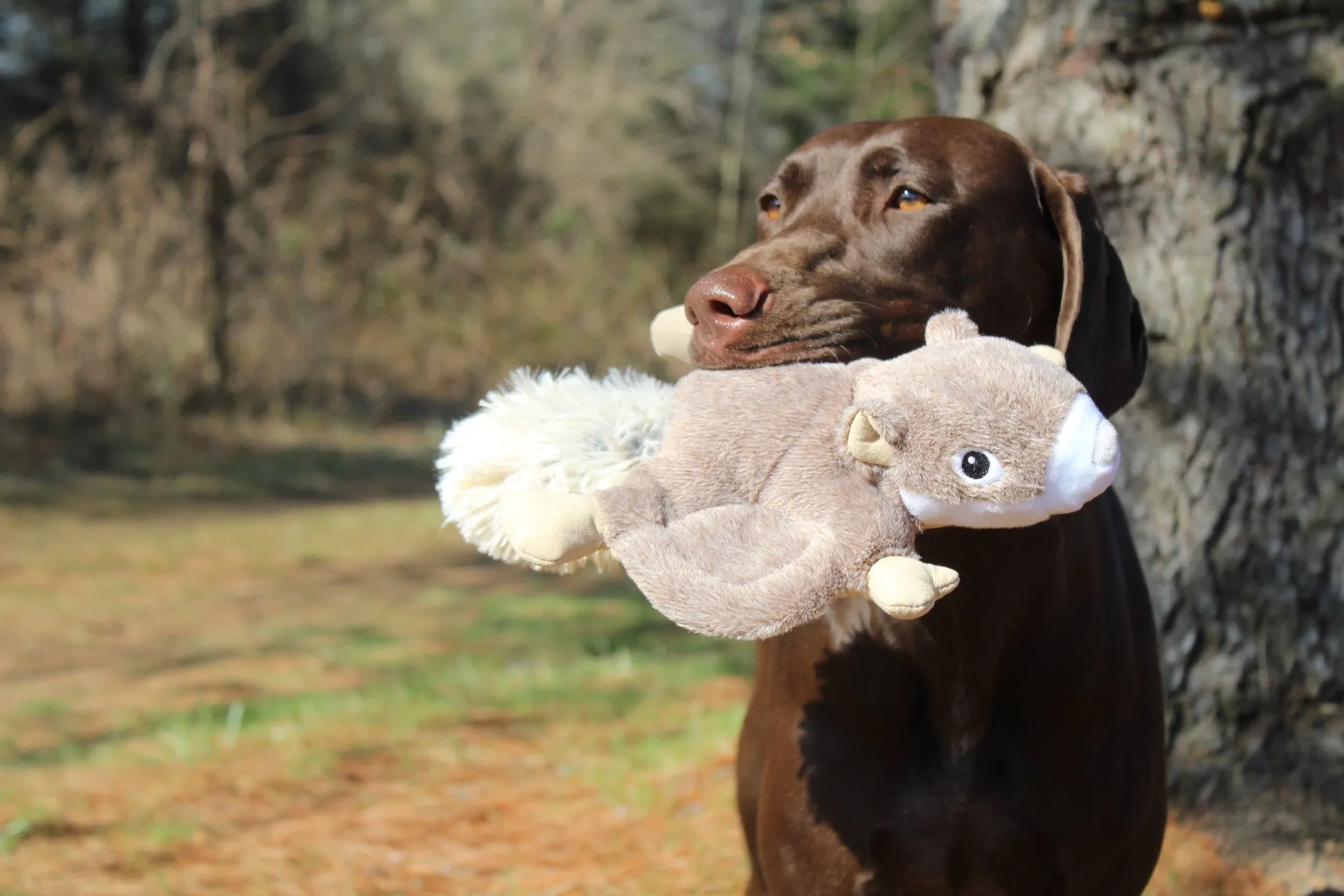 Squeaky Plush Dog Toy: Flying Squirrel