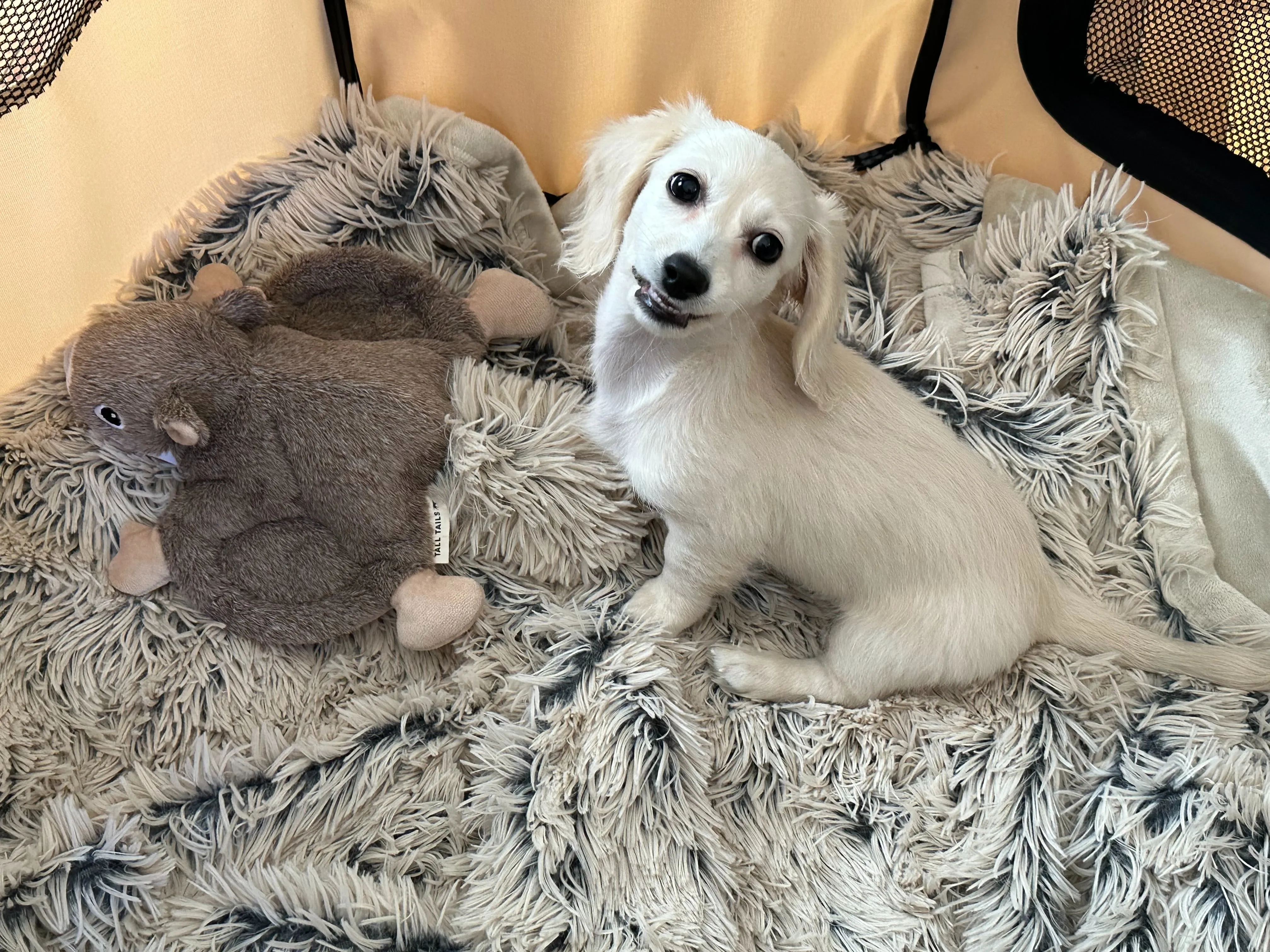 Squeaky Plush Dog Toy: Flying Squirrel