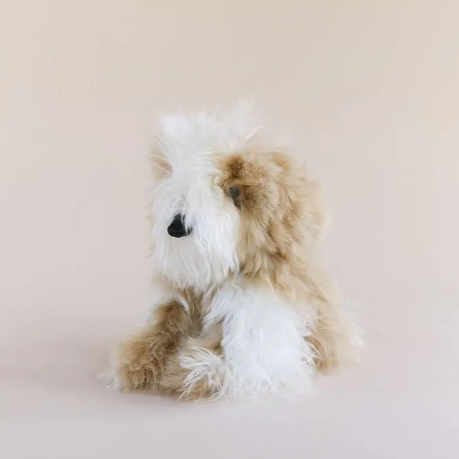 Toy Dog - Suri - Small