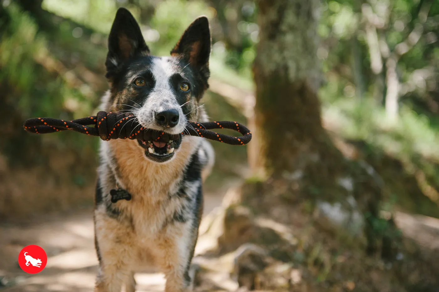 Tug Rope Toy