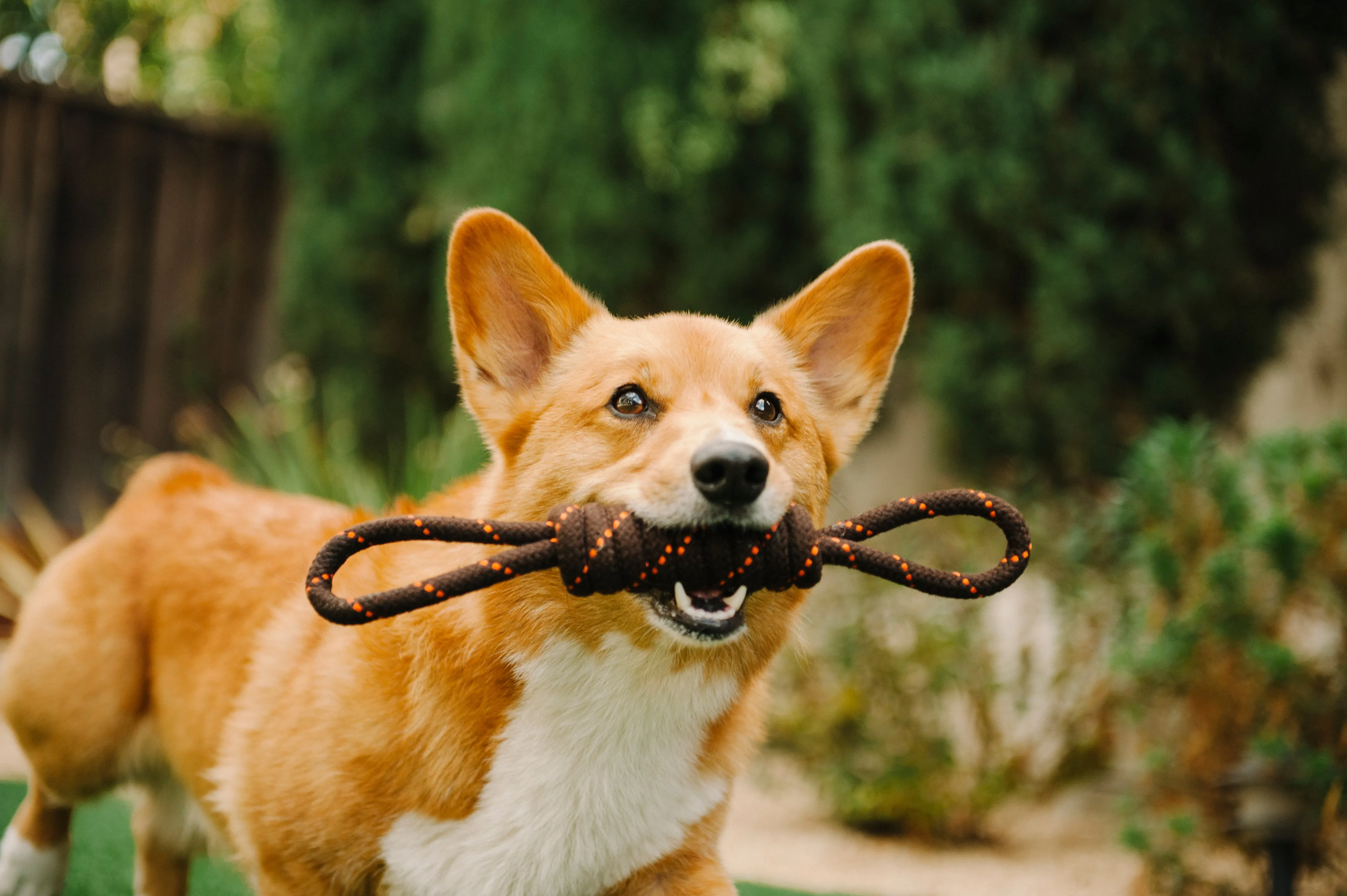 Tug Rope Toy