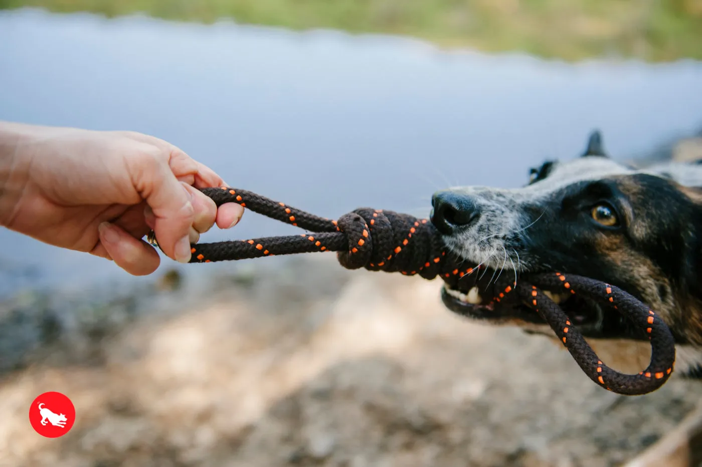 Tug Rope Toy