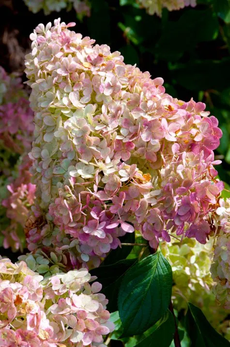 Vanilla Strawberry™ Panicle Hydrangea